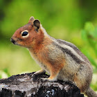 Cascade golden-mantled ground squirrel