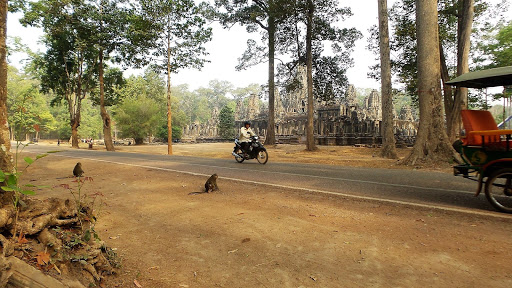 Monkey Morning in Cambodia 2016