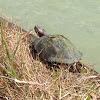 Red Eared Slider