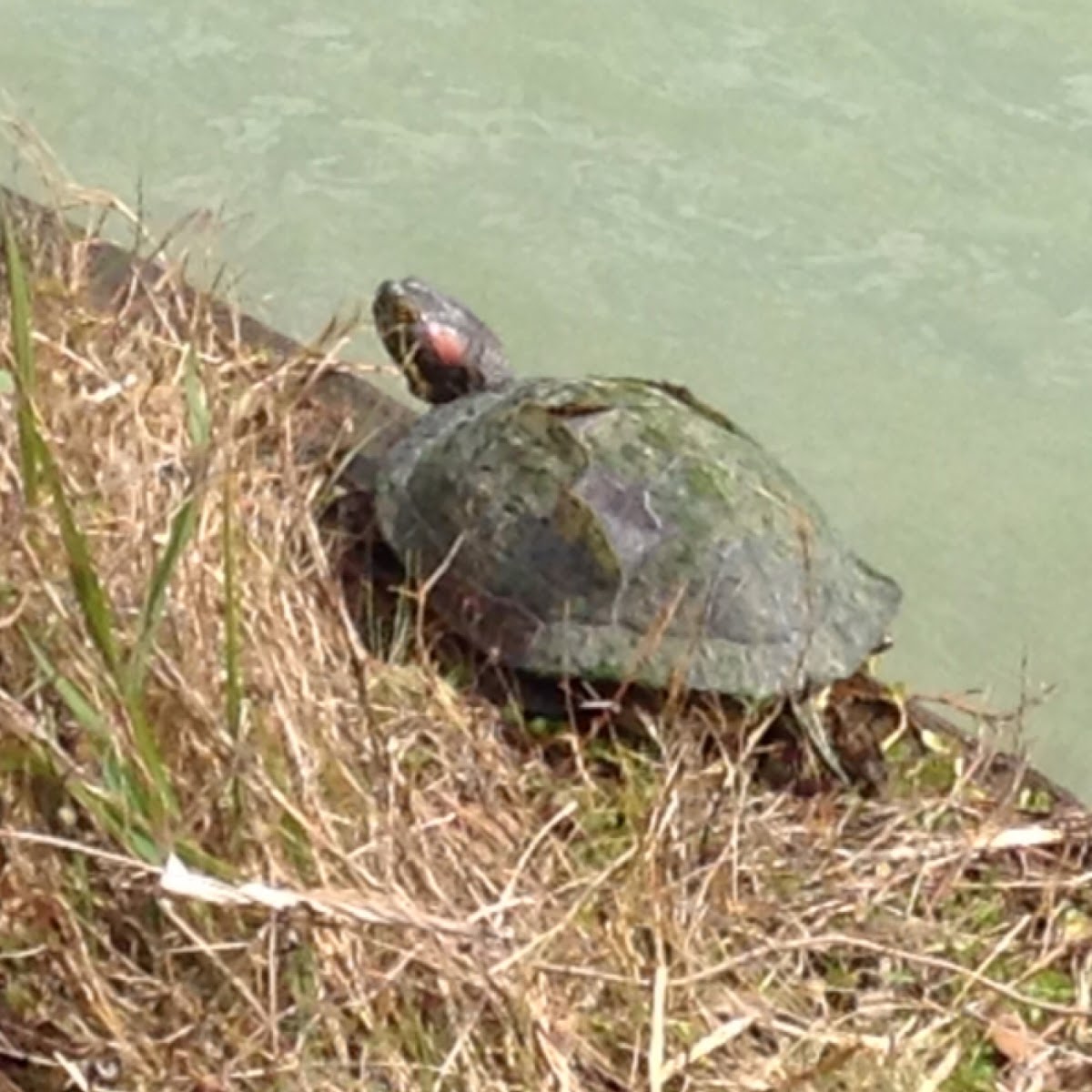 Red Eared Slider