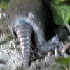 9 banded Armadillo