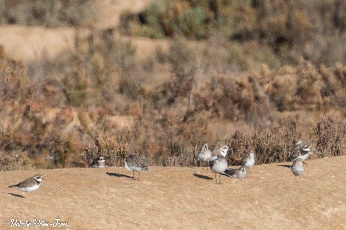 Kentish Plover; Chorlitejo Patinegro