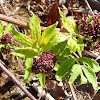 Red-berried Elder (Vine)