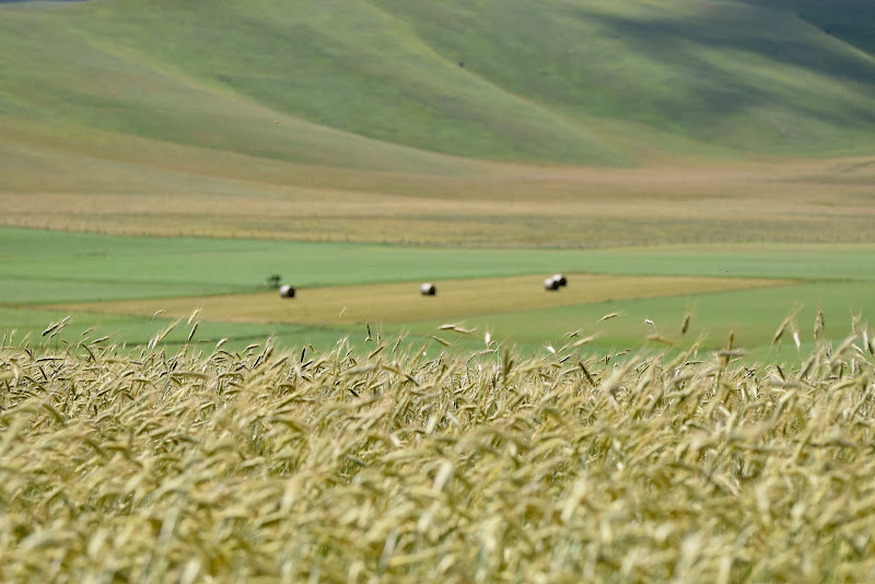 grano di s_ornella