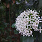 Finlayson's Ixora