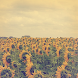 Sunflower Atom Theme