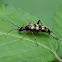 Longhorn Beetle