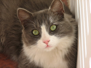 Beautiful Female Cat Names