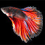 Fish Wallpapers.