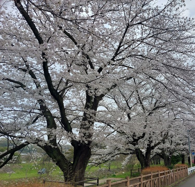 の投稿画像3枚目