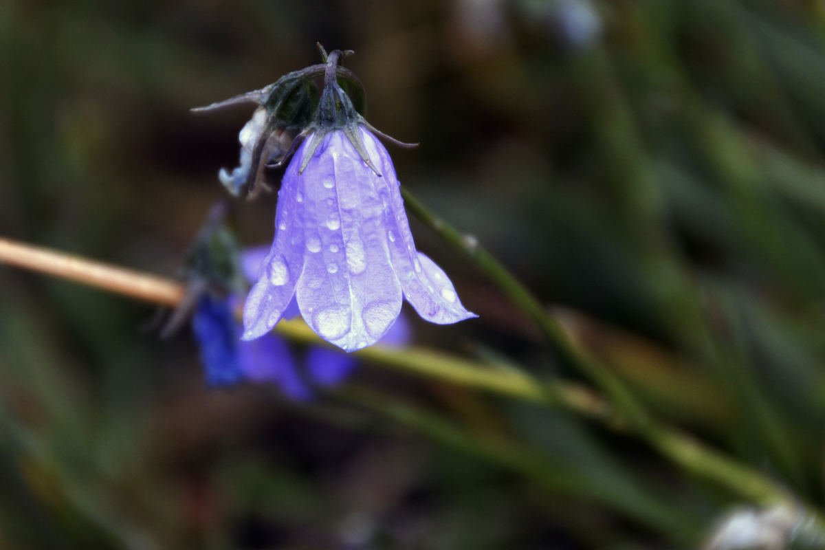 Harebell