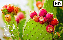 Cactus HD Wallpapers New Tab Theme small promo image