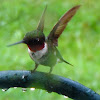 ruby-throated hummingbird(male)