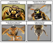 How to distinguish the invasive wasps from indigenous species.