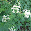 Fluitenkruid (cow parsley)