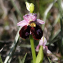 Siamese Bee-orchids