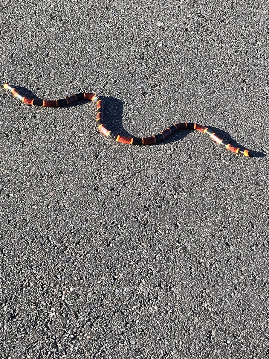 Coral Snake