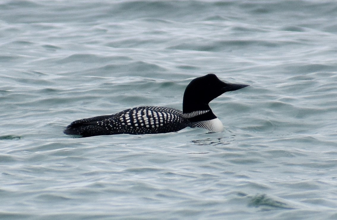 Common loon