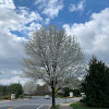 Callery Pear