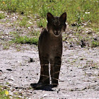 Bobcat