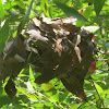 Weaver Ant Nest