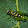 Sitalces Grasshopper