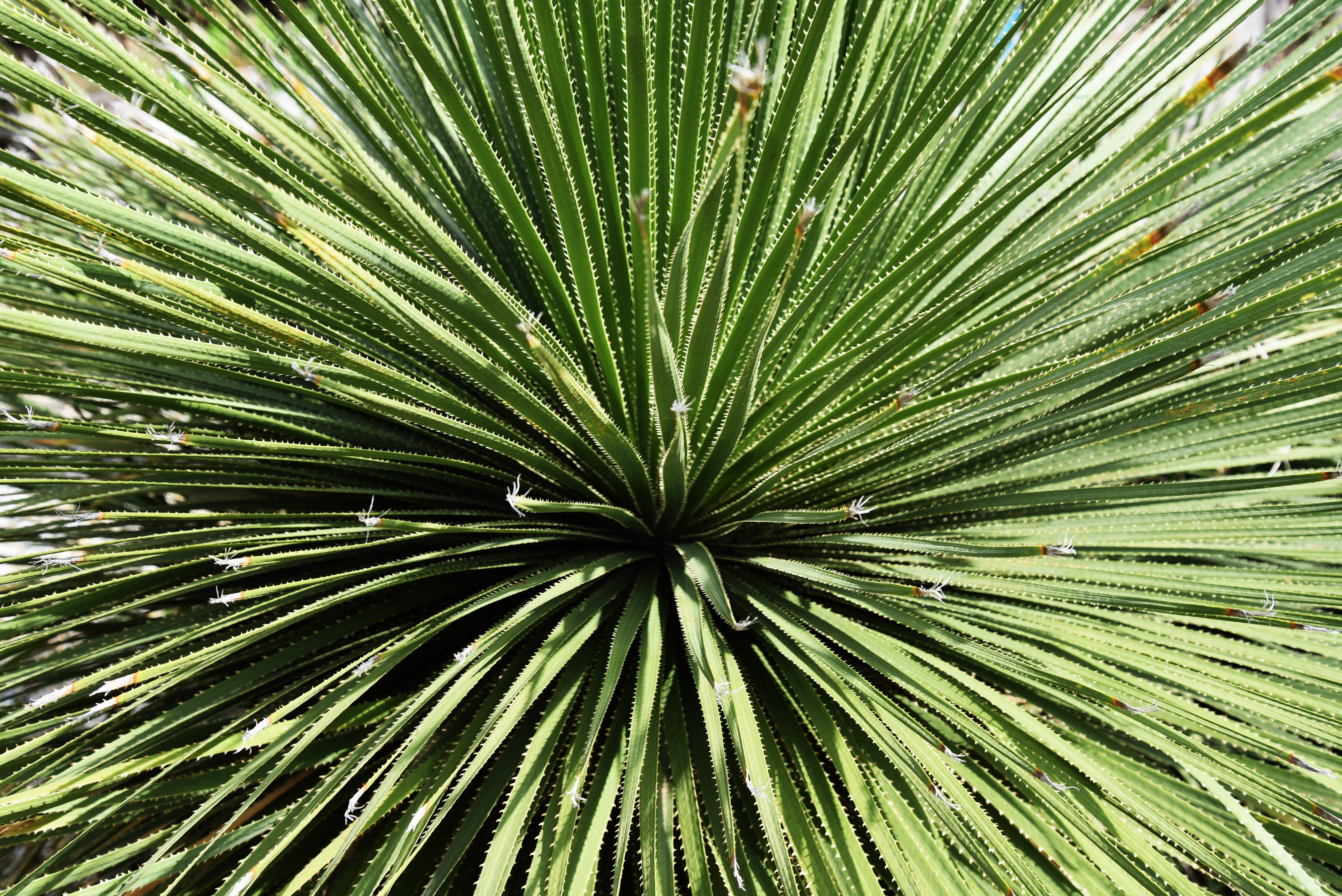 La natura e le sue spine di Ilaria Bertini