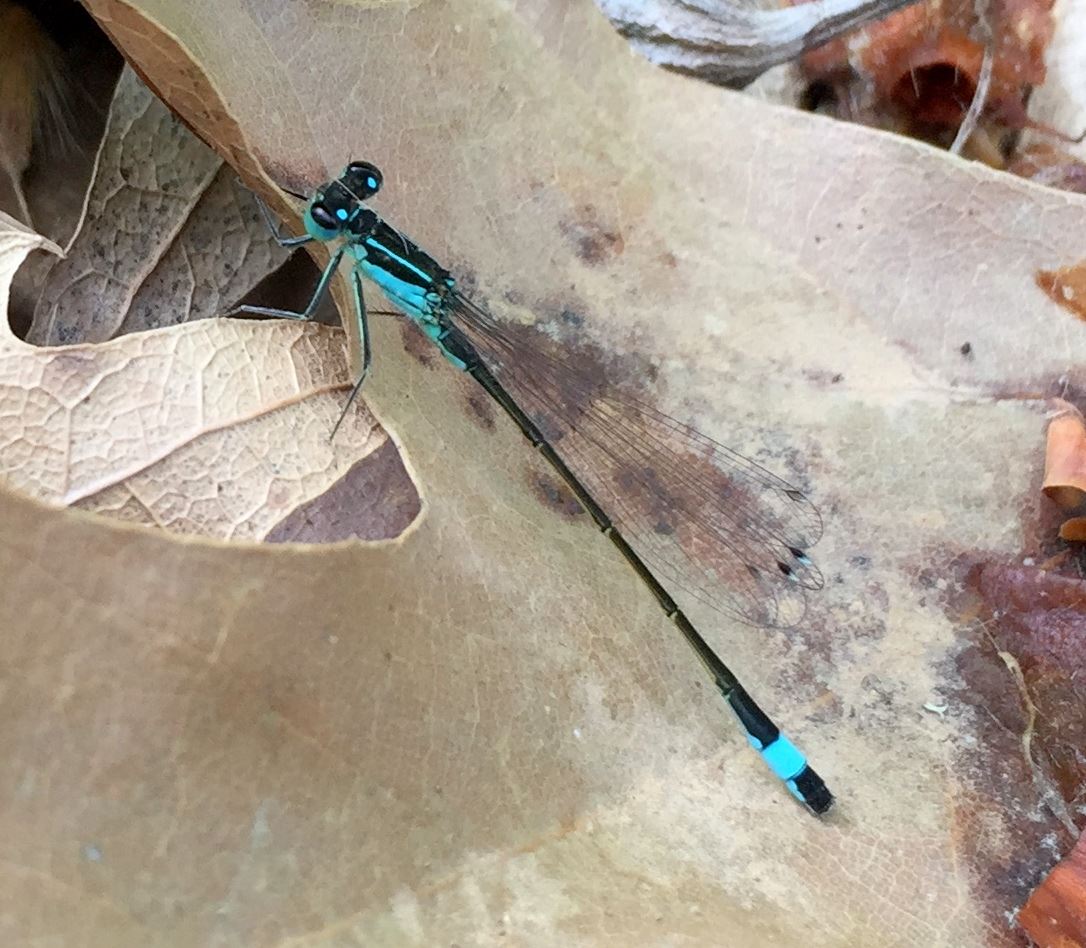 Blue-tailed damselfly