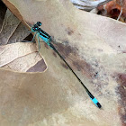 Blue-tailed damselfly