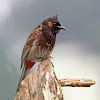 Red-vented Bulbul