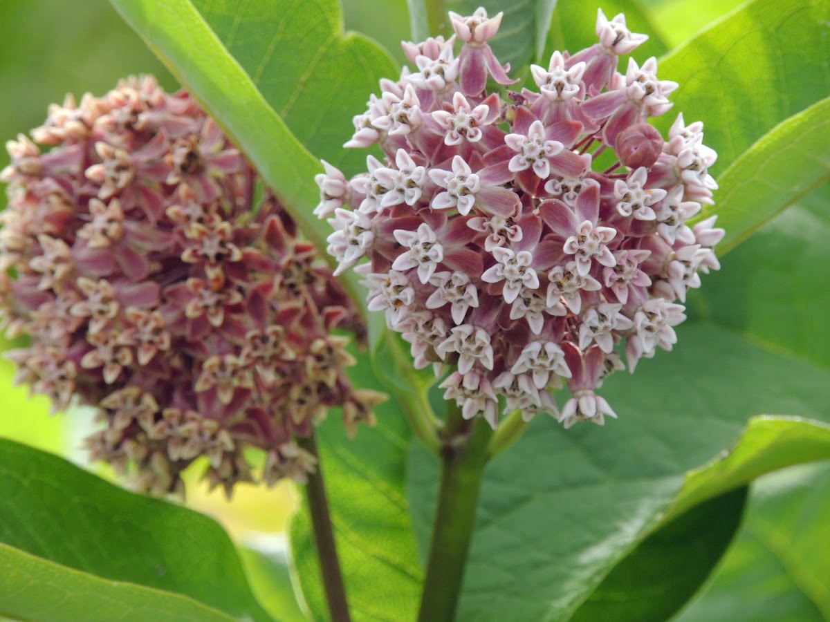 Common Milkweed