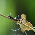 Lappet Moth Caterpillar