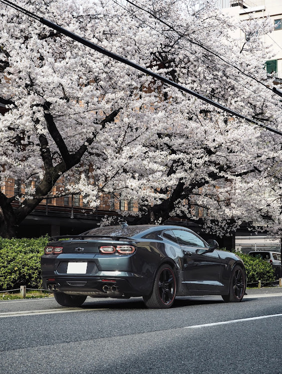 カマロのシボレー・カマロ・桜とコラボ🌸・サクラと愛車・桜に関するカスタム事例の投稿画像2枚目