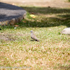 Zebra Dove