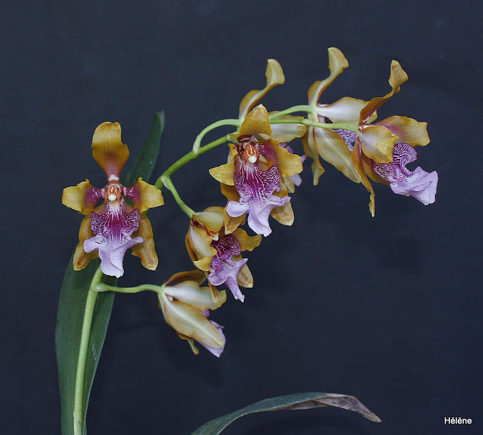 Oncidium (Odontoglossum) wyattianum W6X2Ew_UkUL_6JQv19qWKq5aDZGeo7-kPjFKrX2GkWer=w705-h635-no