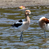 American Avocet