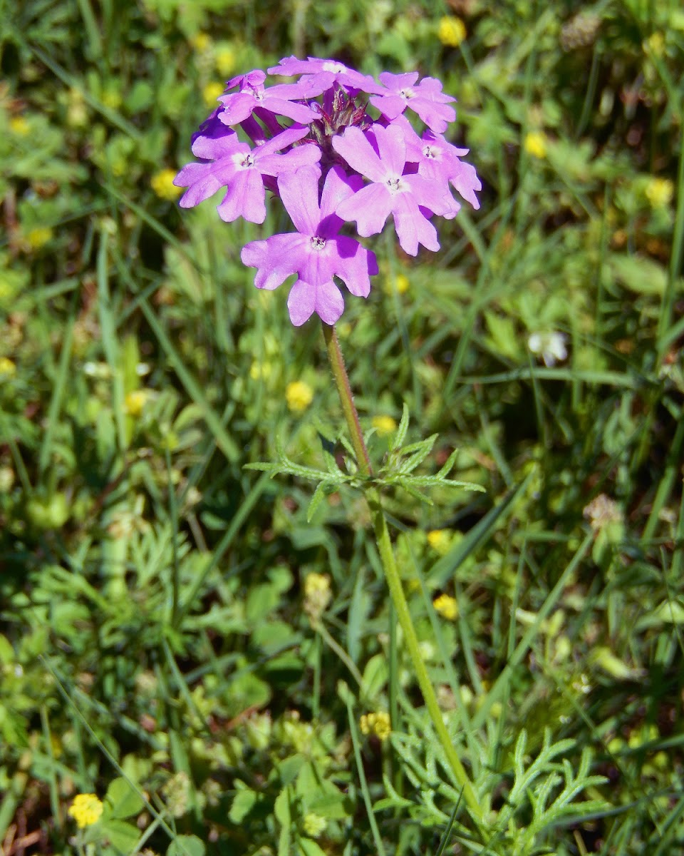 Phlox