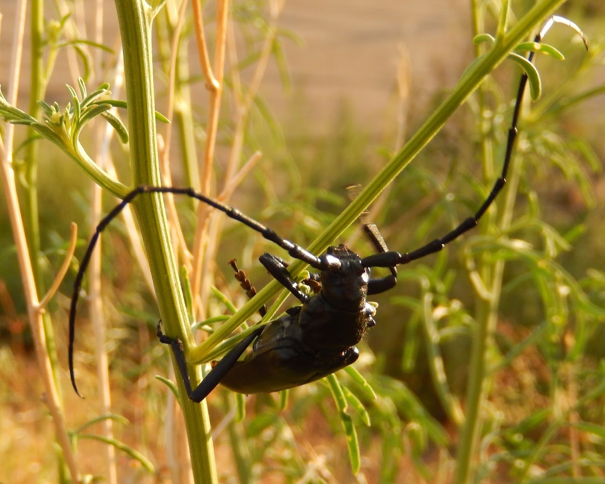 Longhorn Beetle