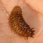 Ornidia larvae