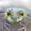 American Bullfrog