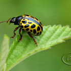 Leaf Beetle