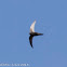 Pallid Swift; Vencejo Pálido