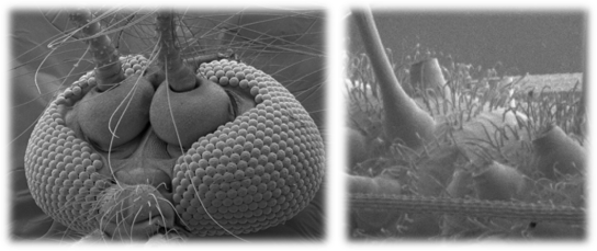 SEM_image.png