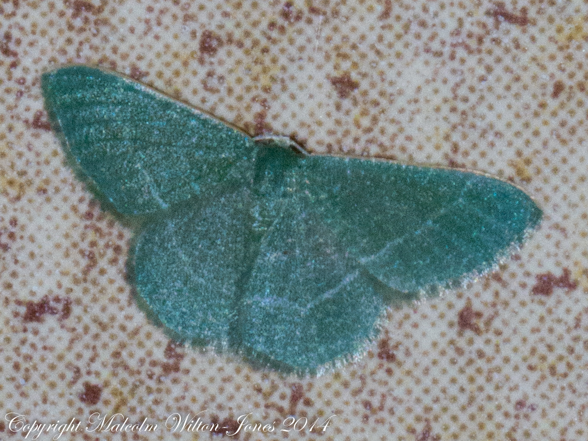 White-spotted Emerald