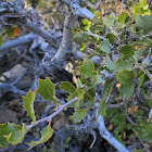 California scrub oak