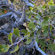 California scrub oak