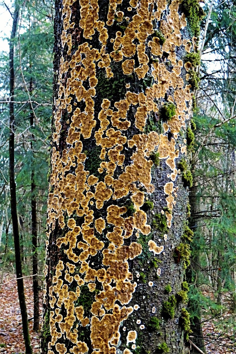 Bleeding Broadleaf Crust