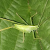 Drumming katydid nymph