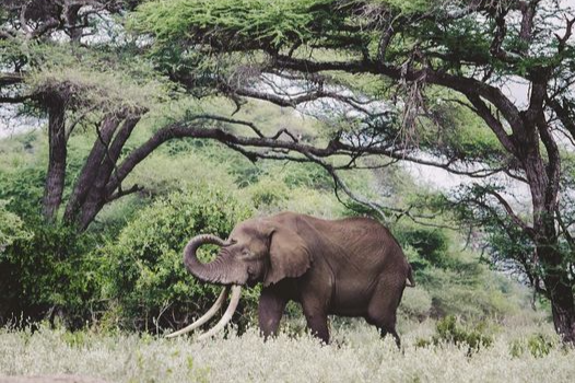 Ulysses, a big tusker that died at the end of March in Amboseli National Park aged 43 years