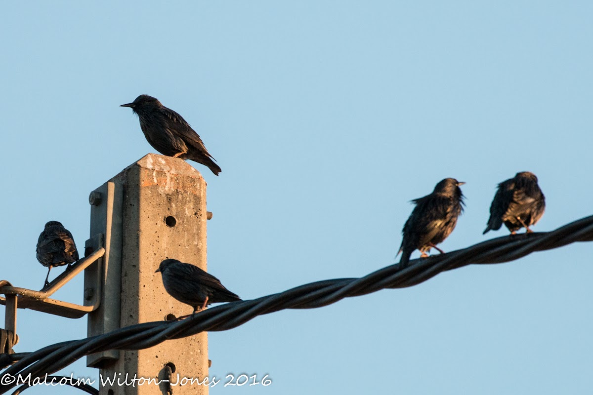 Spotless Starling; Estornino Negro